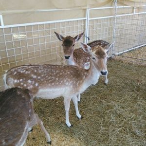 Meet your Posher, Joyce