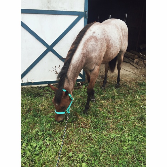 Meet Myranda the Bluegrass Belle of KY - Picture 7 of 7