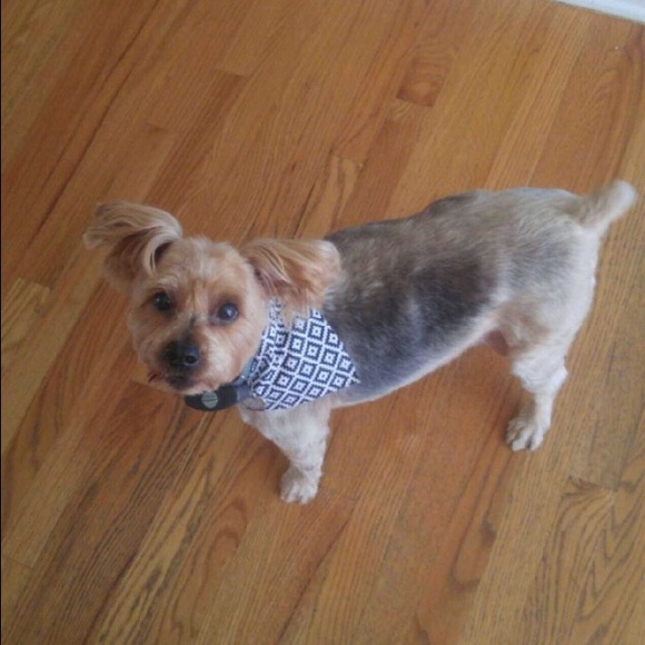 Meet your Posher, Nikki - Picture 3 of 4