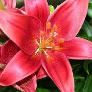 Meet your Posher, Latoya