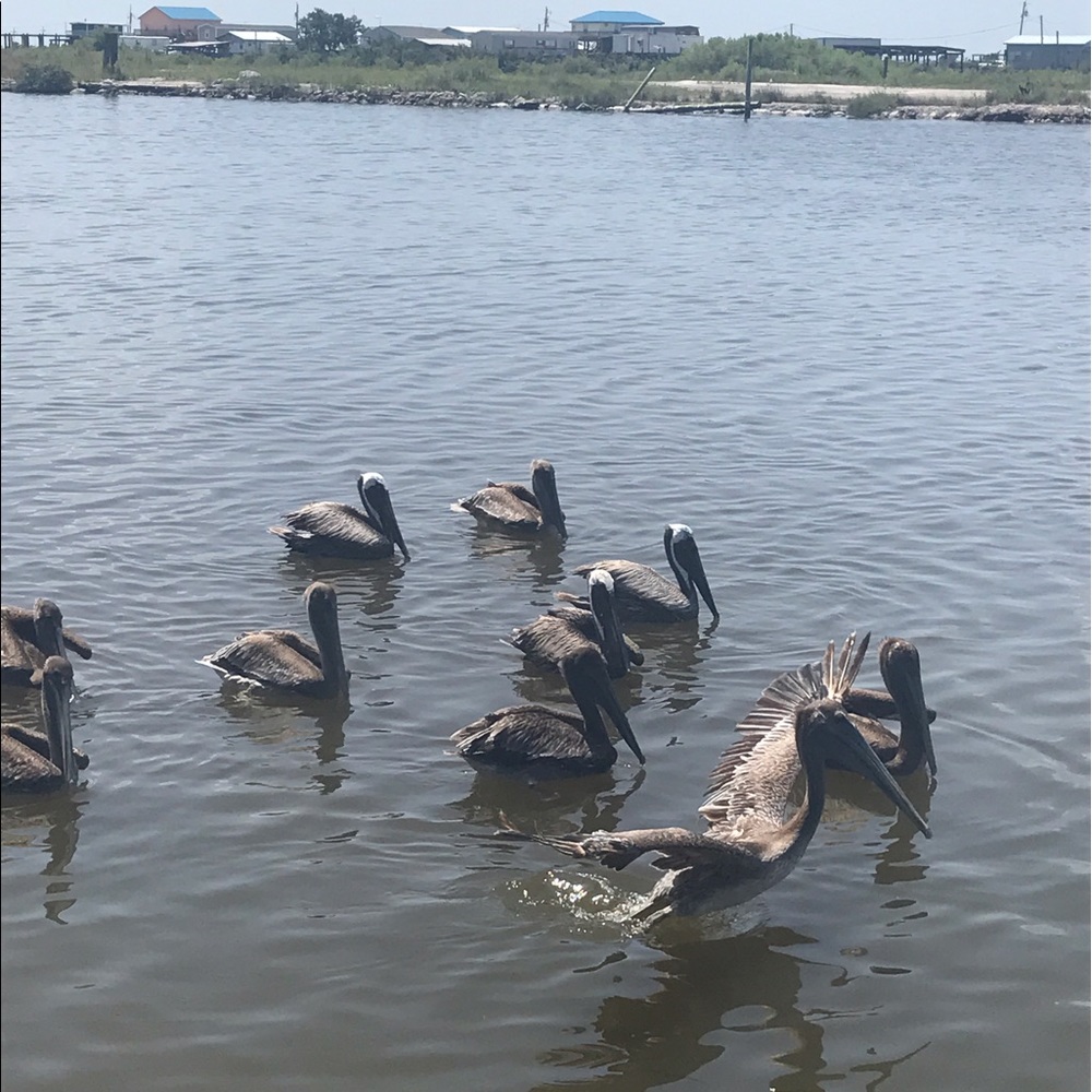 Meet your Posher, Renee