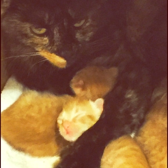 My cat just had kittens Celebrating Mother's Day🐱