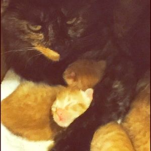 My cat just had kittens Celebrating Mother's Day🐱