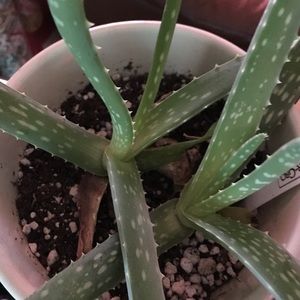 Meet your Posher, Eli