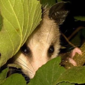 Meet your Posher, Candy