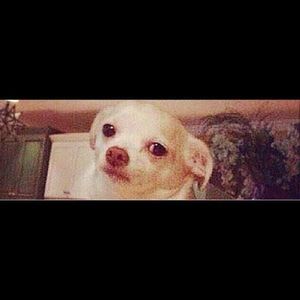 Meet your Posher, Pedro