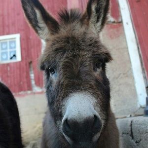 Meet your Posher, Sydney