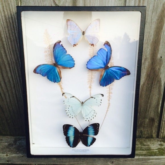 Amazon rainforest butterfly wall art
