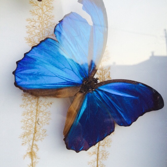 Amazon rainforest butterfly wall art