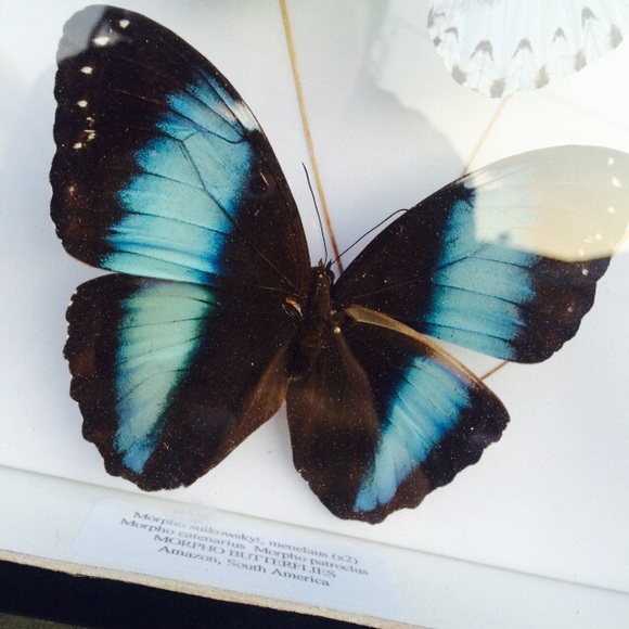 Amazon rainforest butterfly wall art