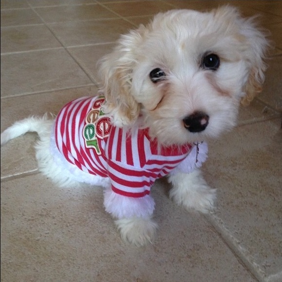 Meet your Posher, Marie - Picture 1 of 1