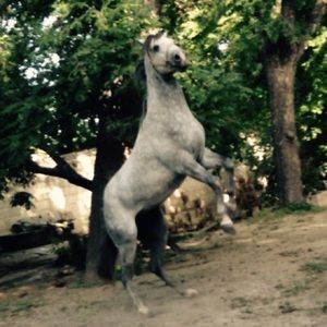 Meet your Posher, Adriana