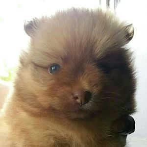 Meet your Posher, Esther