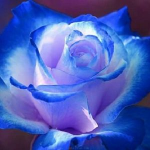 Meet your Posher, Alice