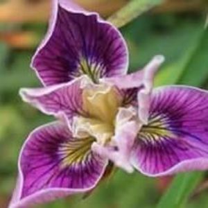 Meet your Posher, Jeanne