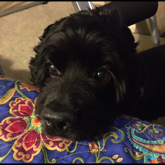 Meet your Posher, Rita - Picture 3 of 4