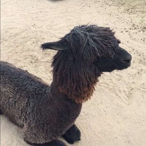 Meet your Posher, Rickie