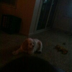 Meet your Posher, Tracey