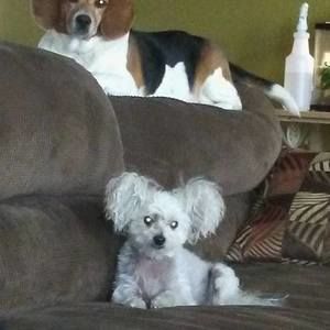 Meet your Posher, Brenda