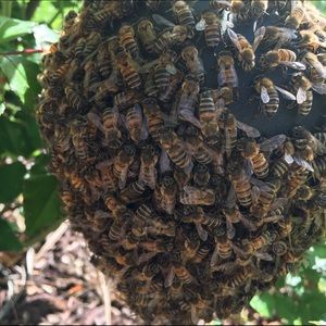 Meet your Posher, Trish