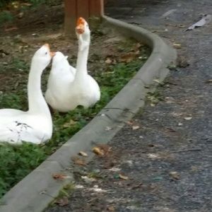 Meet your Posher, Benita