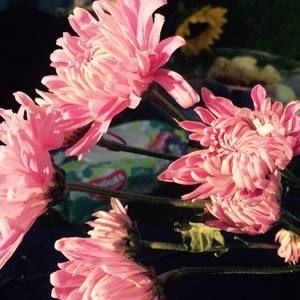 Meet your Posher, Deana