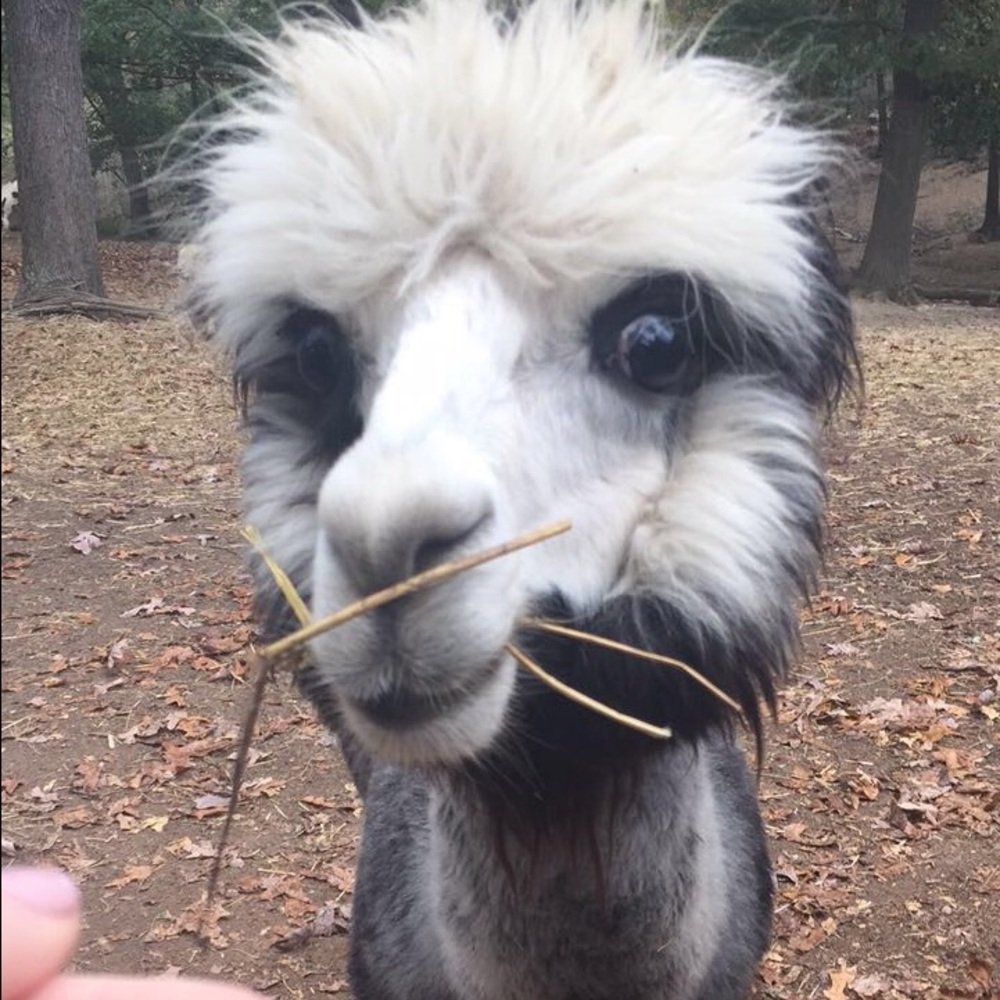 Meet your Posher, Alex