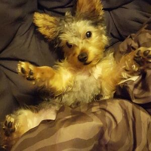 Meet your Posher, Amber