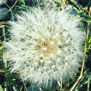 Meet your Posher, Lanette