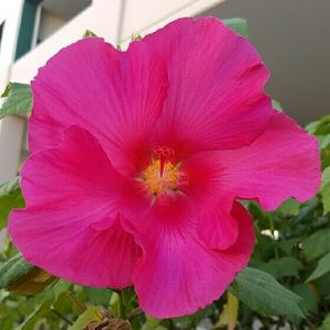 Meet your Posher, Loan