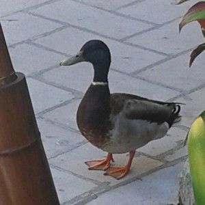 Meet your Posher, Doretha