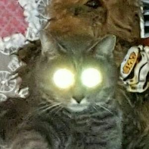 Meet your Posher, Dara