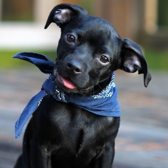 Meet your Posher, Maggie - Picture 3 of 4