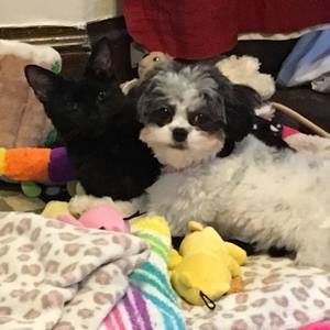 Meet your Posher, Kendall