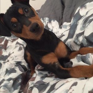 Meet your Posher, Daisy