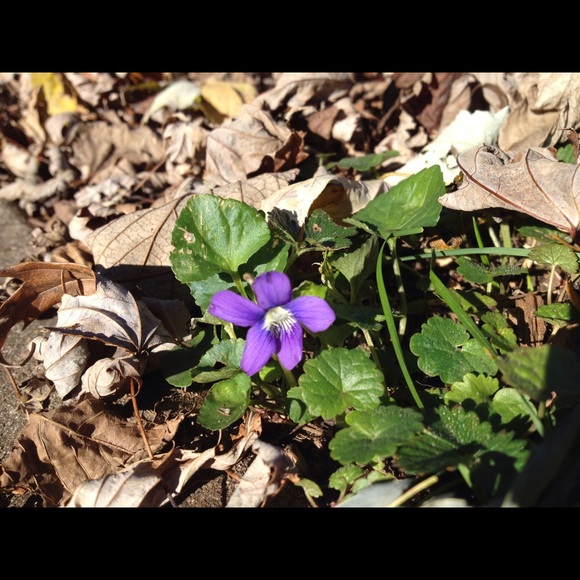 Meet your Posher, Stacey - Picture 2 of 3