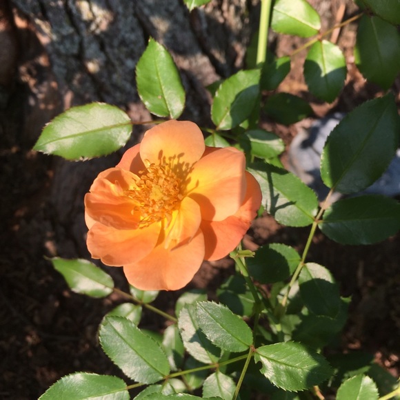 Meet your Posher, Stacey - Picture 3 of 3