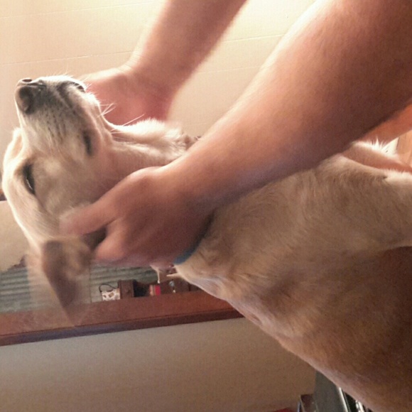 Meet your Posher, Robin - Picture 1 of 1