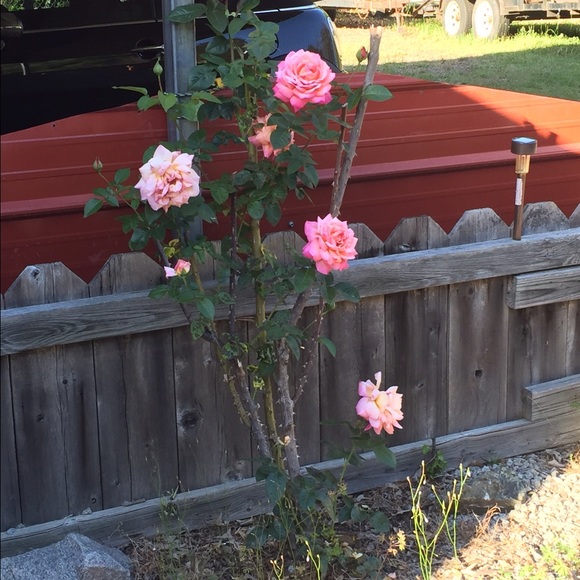 Meet your Posher, Debra - Picture 1 of 1