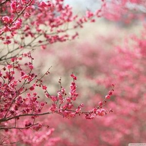 Meet your Posher, Alese