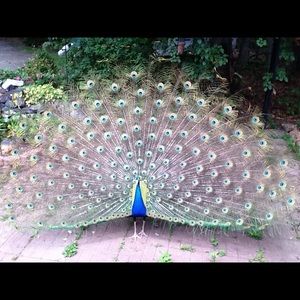 Meet your Posher, Sam