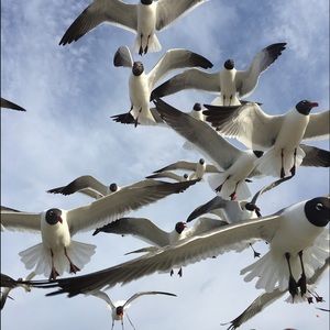 Meet your Posher, Dulce