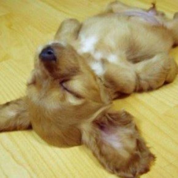 Meet your Posher, Tracie - Picture 1 of 1