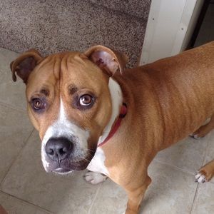 Meet your Posher, Ella