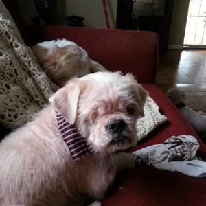 Meet your Posher, Amy