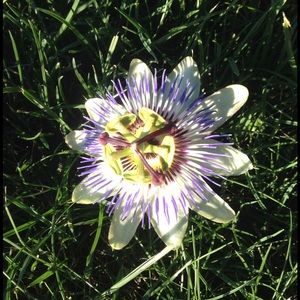 Meet your Posher, Lara