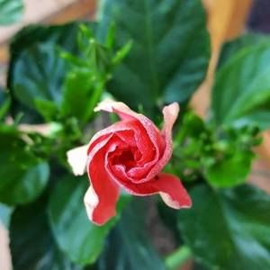 Meet your Posher, Patti