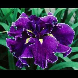 Meet your Posher, Iris