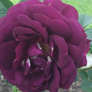 Meet your Posher, Thi