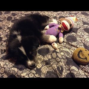 Meet your Posher, Jessie